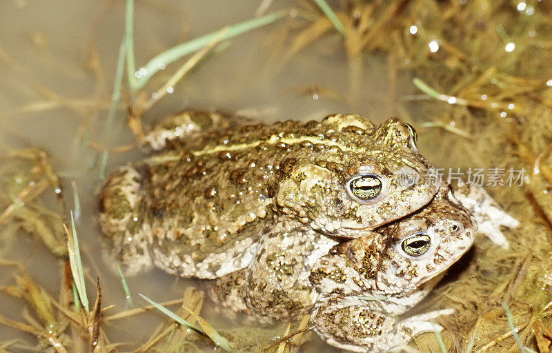 Natterjack (Bufo calamita)交配